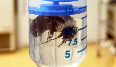 Bumble bee queens can survive underwater for over a week