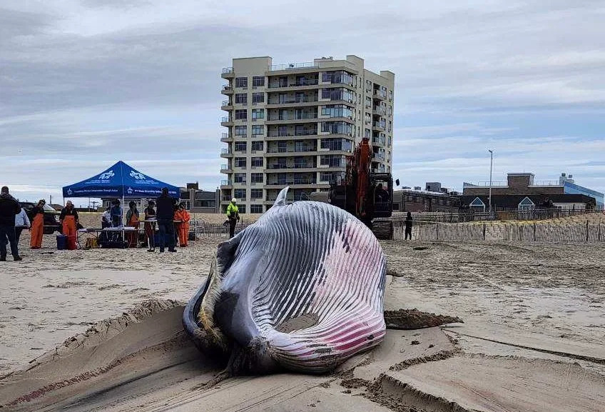 An animal autopsy was done on the dead whale that washed ashore in the Rockaways. (Credit: AMSEAS)