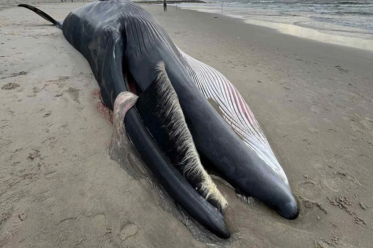A Massive 40-Foot Whale Washed Ashore in New York City as Experts Track Rising Strandings Along the East Coast
