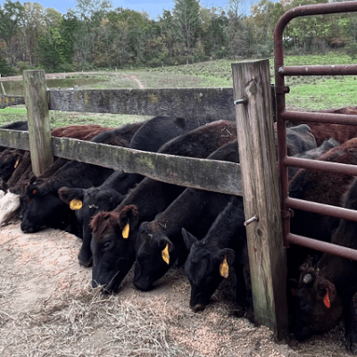 Sustainable Farming: Catskill Wagyu at Hilltop Farm, Accord