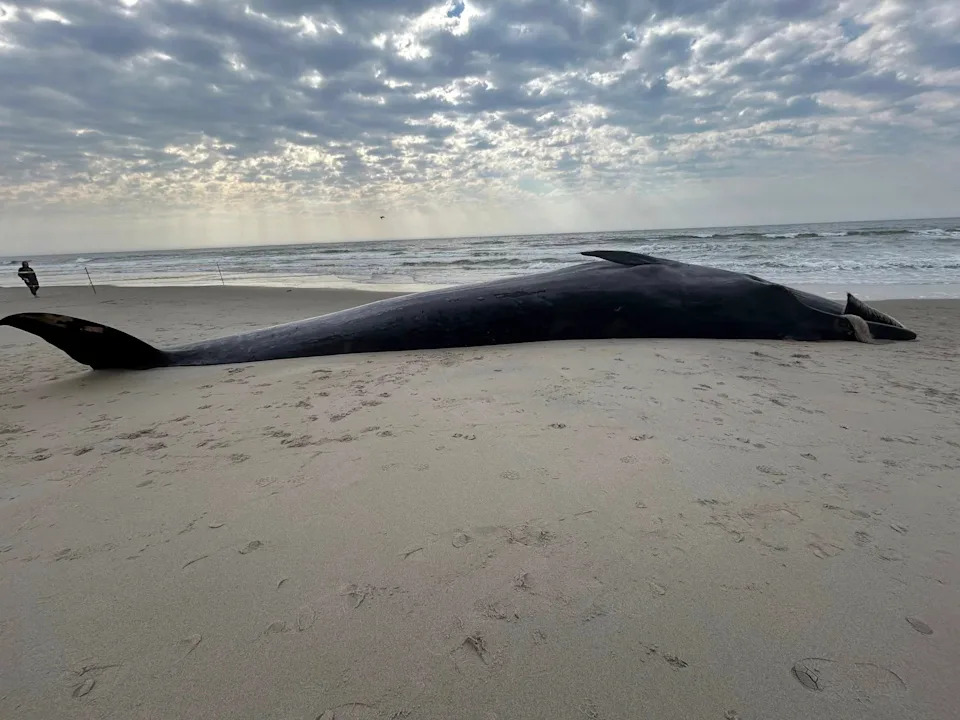 A dead Sei whale washed up on Rockaway Beach in Queens on Thursday, March 26, 2026.