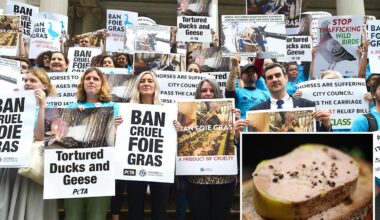 NYC can enforce controversial ban on foie gras, court rules