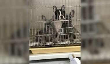 Long Island breeder arrested after 23 dogs left in cold kennels during blizzard, prosecutors say