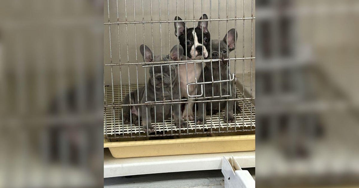 Long Island breeder arrested after 23 dogs left in cold kennels during blizzard, prosecutors say