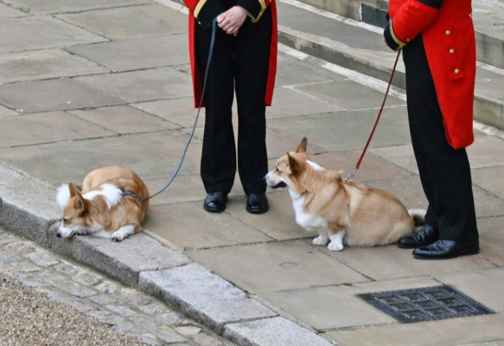 Corgis