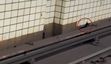 Commuters Waiting For Subway In Brooklyn Notice Stray Baby On The Train Tracks