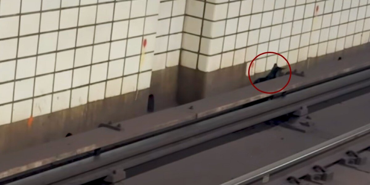 Commuters Waiting For Subway In Brooklyn Notice Stray Baby On The Train Tracks