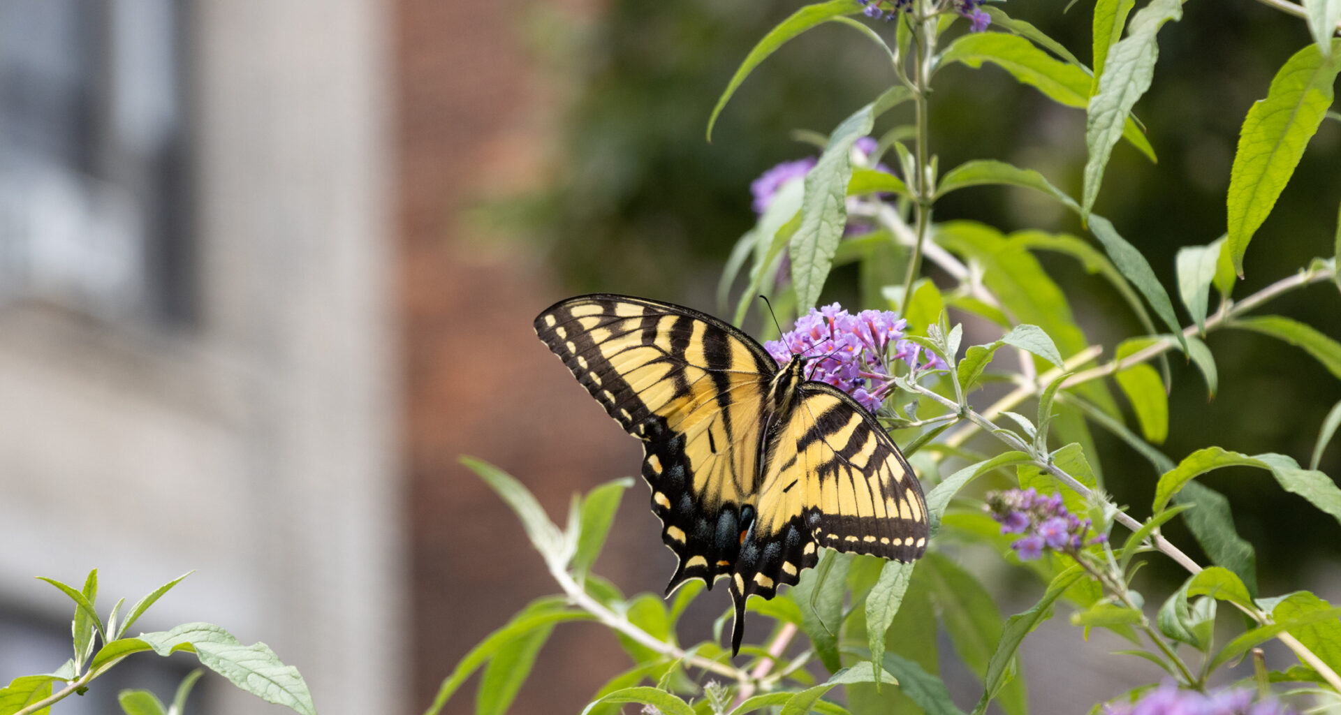 a butterfly landing on a plant