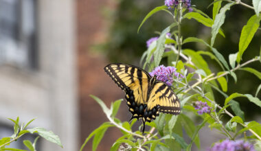 a butterfly landing on a plant