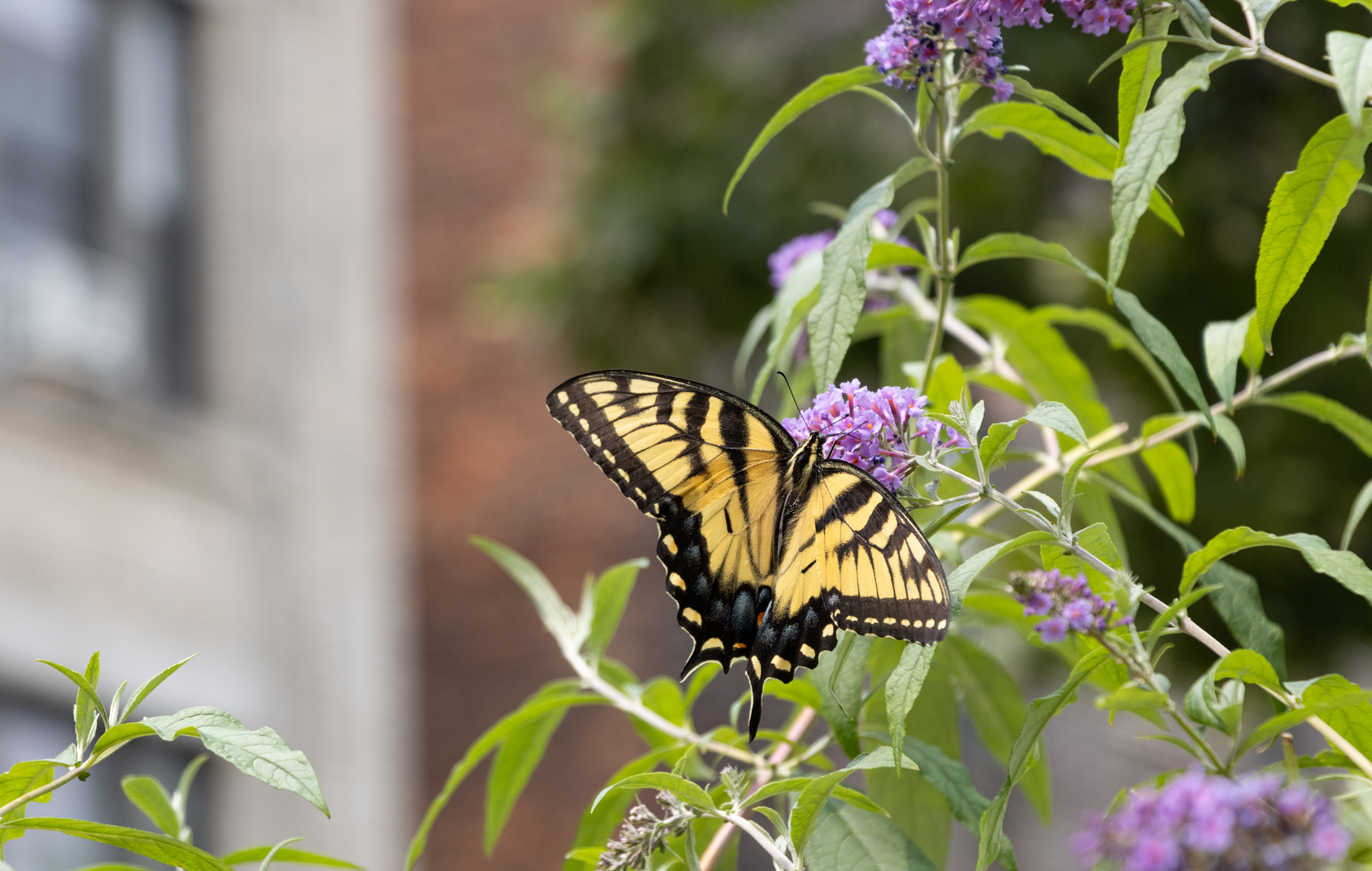 a butterfly landing on a plant