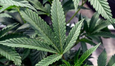 New York recalls cannabis products after lab issues unreliable test results