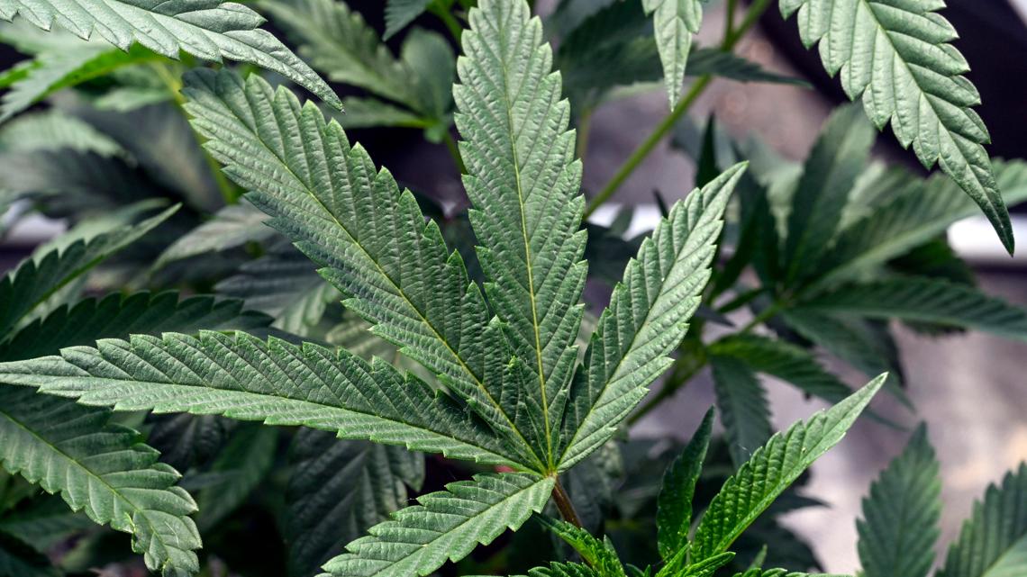 New York recalls cannabis products after lab issues unreliable test results
