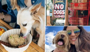 'Entitled' dog owners are bringing their pooches everywhere — and pissed-off New Yorkers have had enough: 'What’s wrong with you?'