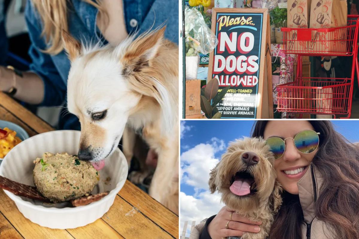 'Entitled' dog owners are bringing their pooches everywhere — and pissed-off New Yorkers have had enough: 'What’s wrong with you?'