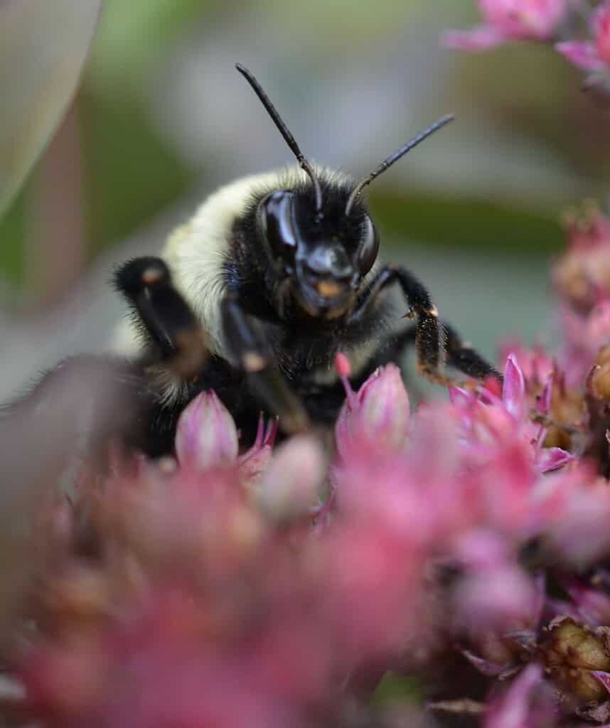 Bumblebee pollinating pink flowers in a close-up shot.