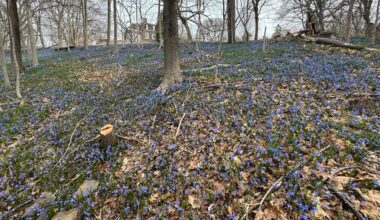 Electric blue blooms signal spring’s arrival at Bronx garden