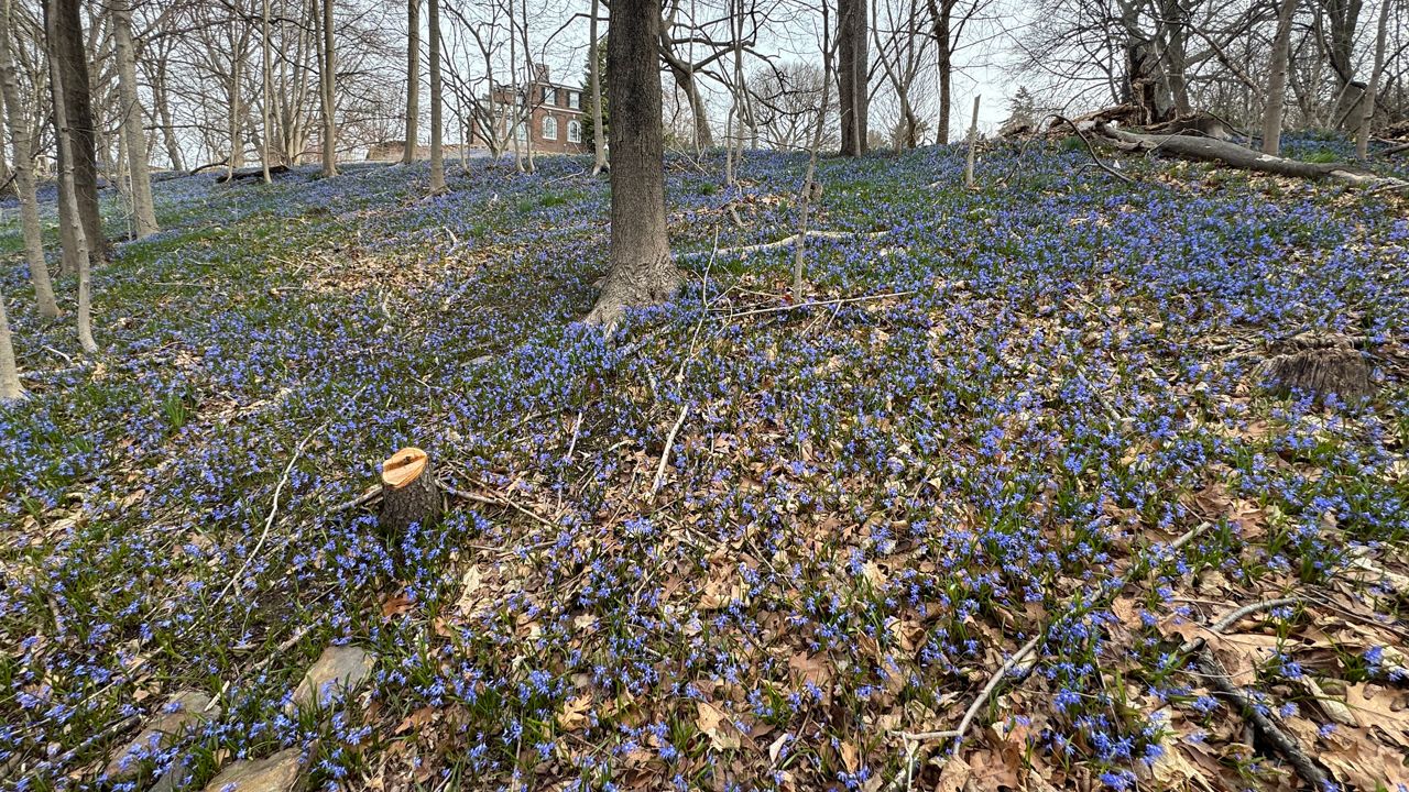 Electric blue blooms signal spring’s arrival at Bronx garden