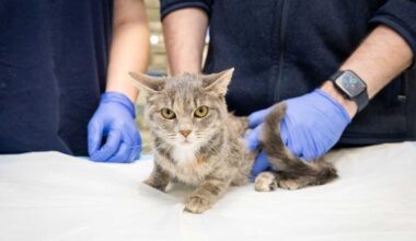 NYC’s Animal Medical Center treated critters from the smallest to the colossal in 2025