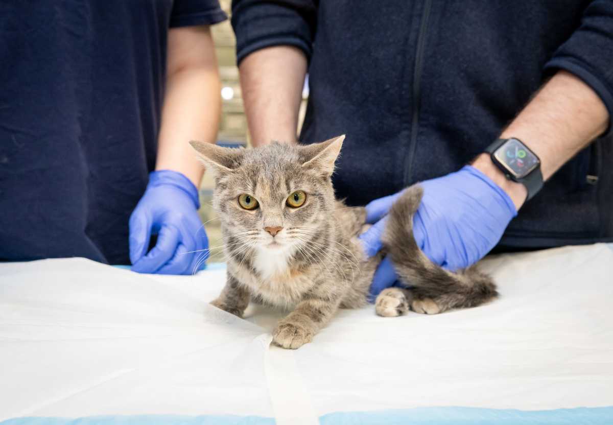 NYC’s Animal Medical Center treated critters from the smallest to the colossal in 2025