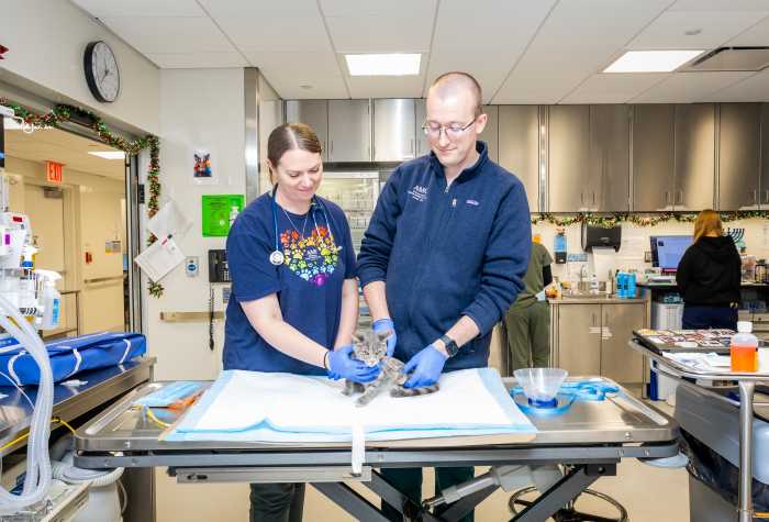 veterinary staff treating a cat in a hospital
