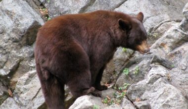 New York bear harvest breaks records with 1,759 bears in 2025-26 season
