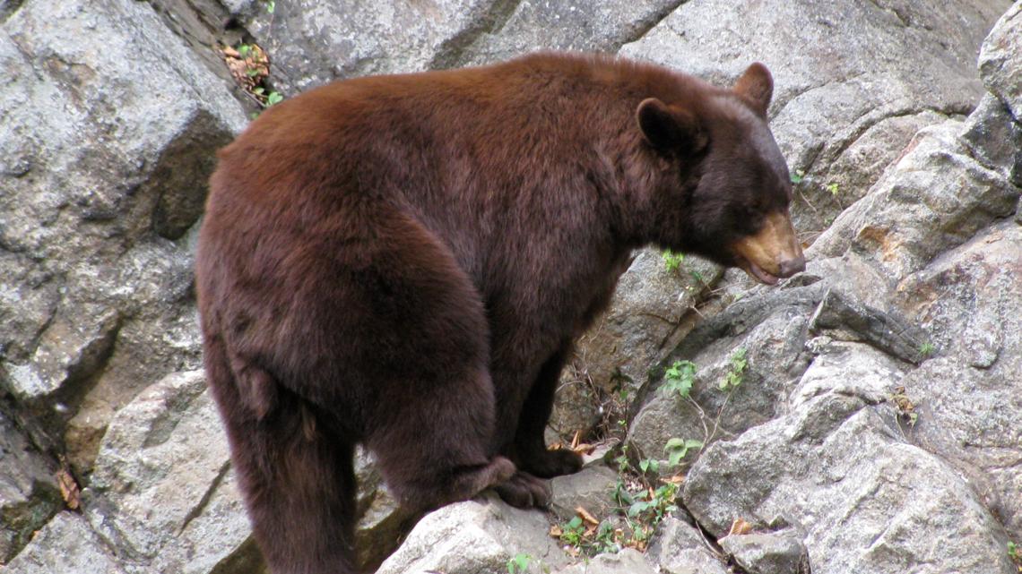 New York bear harvest breaks records with 1,759 bears in 2025-26 season