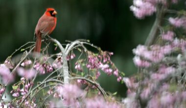 I BIRD NY Challenge returns, encourages New Yorkers to explore local birdlife