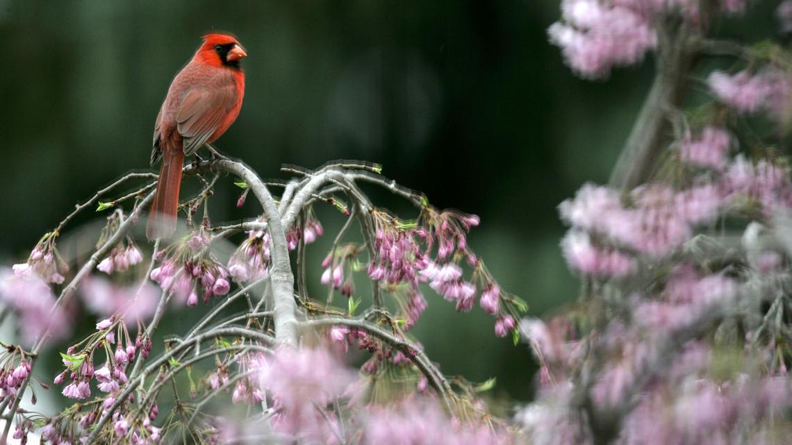 I BIRD NY Challenge returns, encourages New Yorkers to explore local birdlife