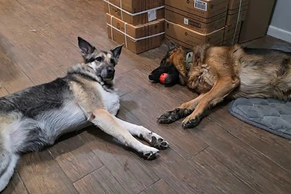 German shepherds Bowie and NikkiCredit: NYC Second Chance Rescue/Facebook