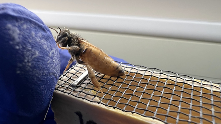 Closeup of an imported queen bee, sitting on top of a travel cage, interacting with scientists’ gloved hand holding the cage