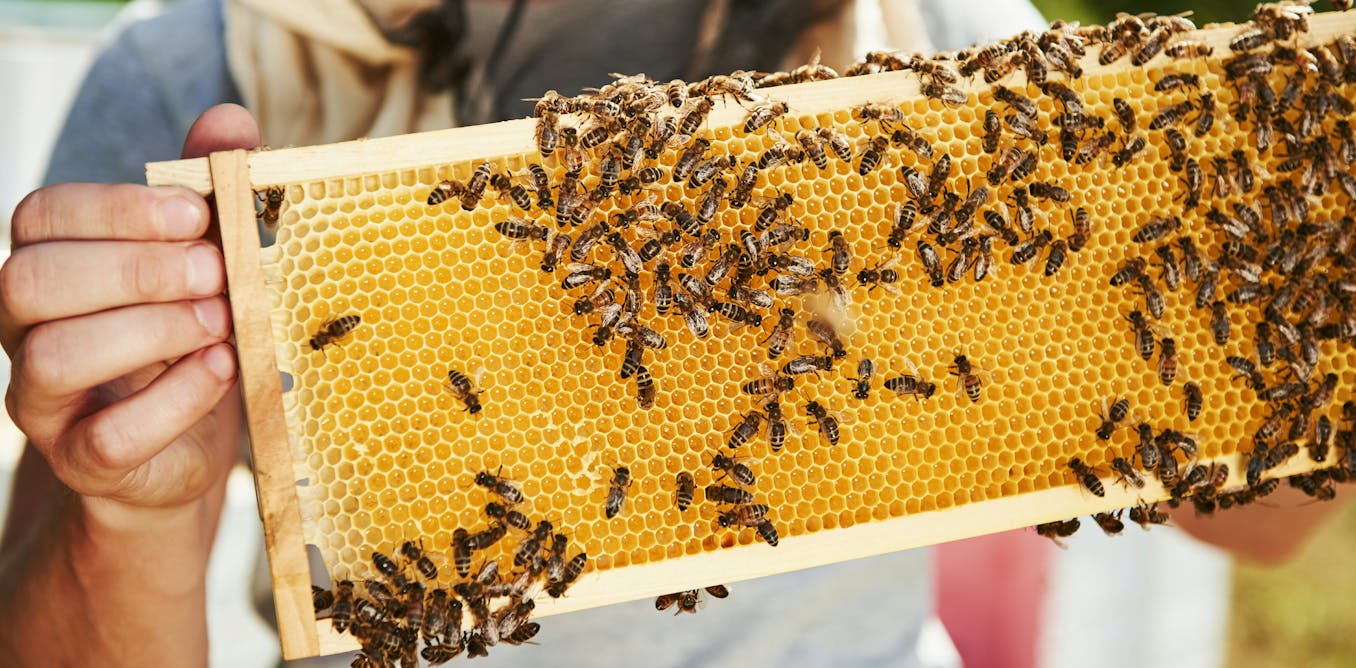 Importing queen bees won’t solve Canada’s beekeeping problems