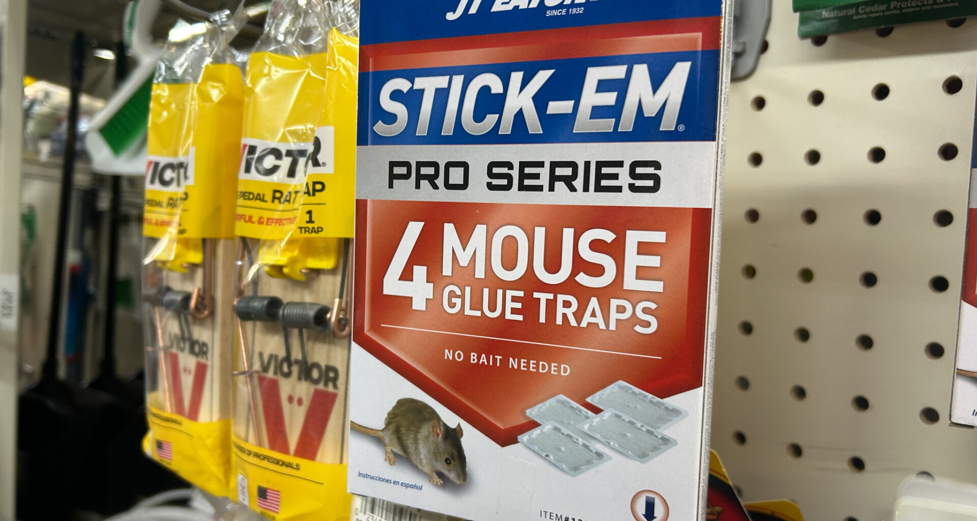 Rat-ical Idea: City Council Mulls Ban on Rodent Glue Traps