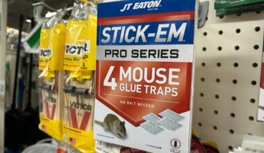 Rat-ical Idea: City Council Mulls Ban on Rodent Glue Traps