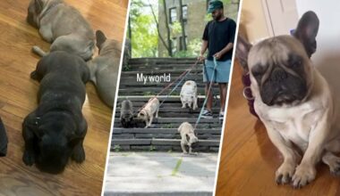 Bronx man seeks public’s help finding stolen bulldogs – NBC New York