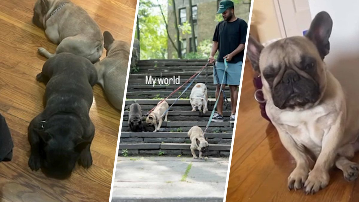 Bronx man seeks public’s help finding stolen bulldogs – NBC New York