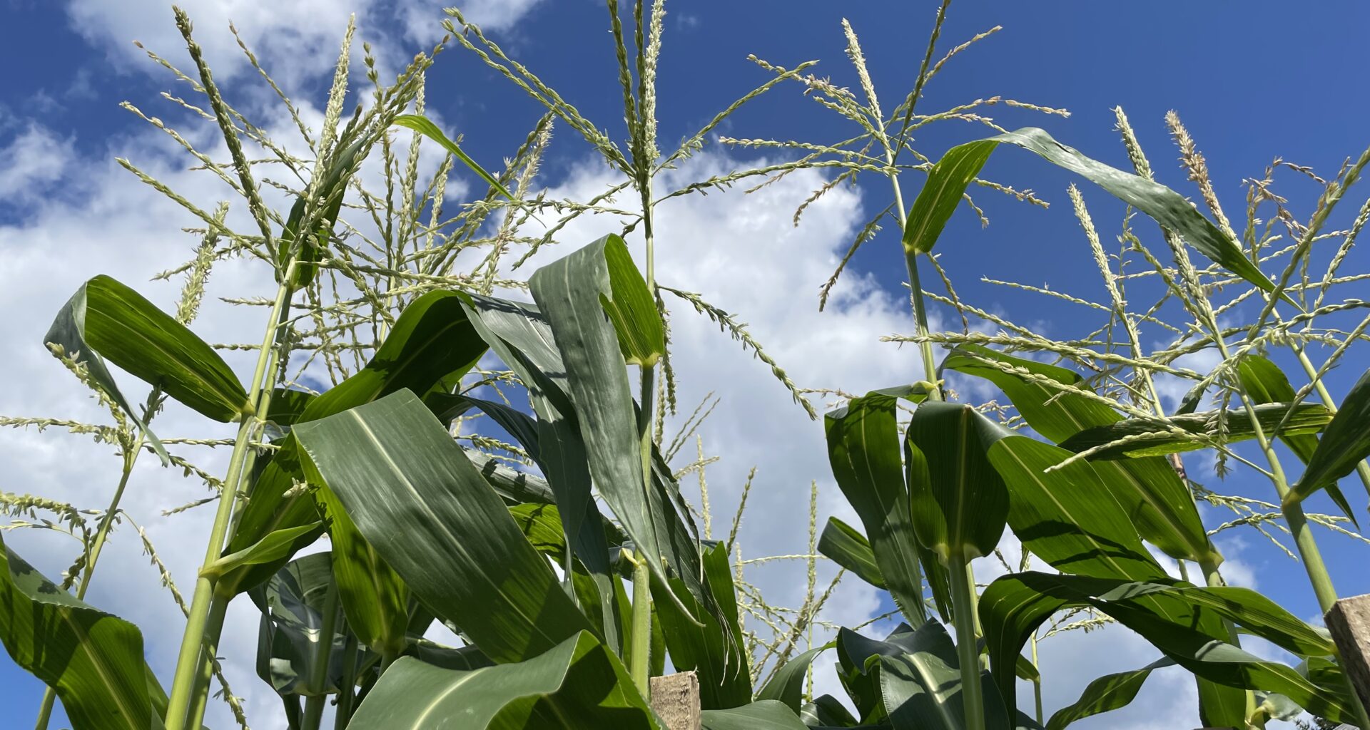 State Agriculture Department Announces $1.7 Million Available to Support Beginning Farmers