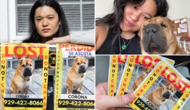 NYC dog owner puts missing pup on weed baggies, sparking buzzkill stoner hoax