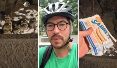 racoons at the park (l) man shares visit to central park (c) sabrett hot dogs (r)