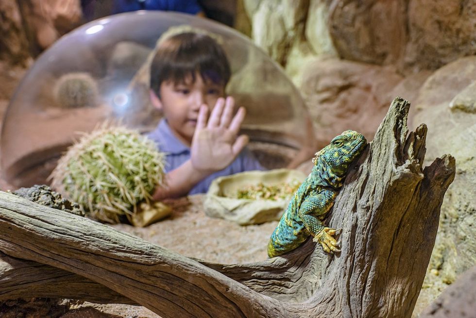 Mandai Singapore Zoo Reptopia