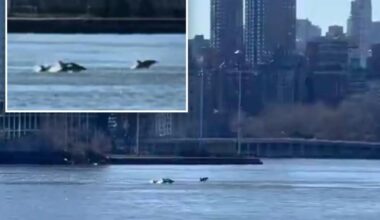Dozens of dolphins turn East River into playground in rare visit
