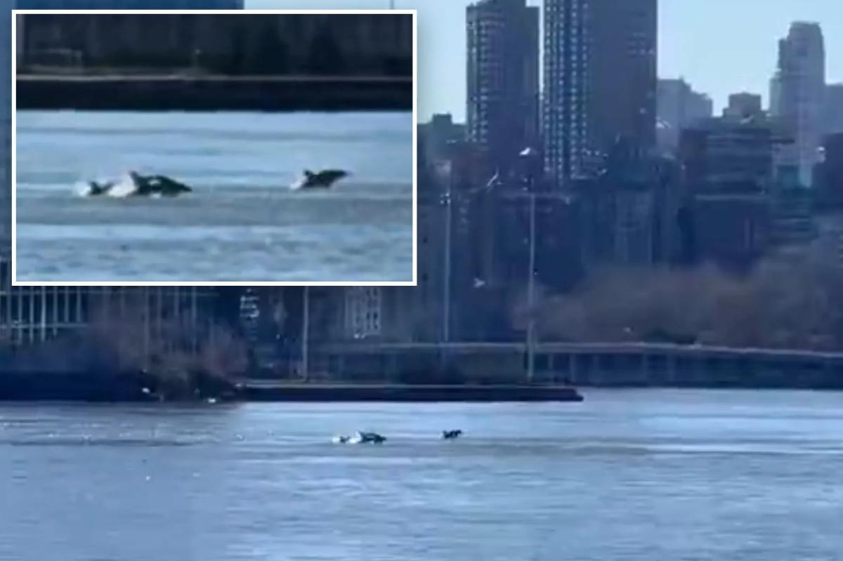 Dozens of dolphins turn East River into playground in rare visit