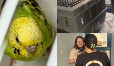 Mei Mei the parakeet finds forever home after life on run in NYC