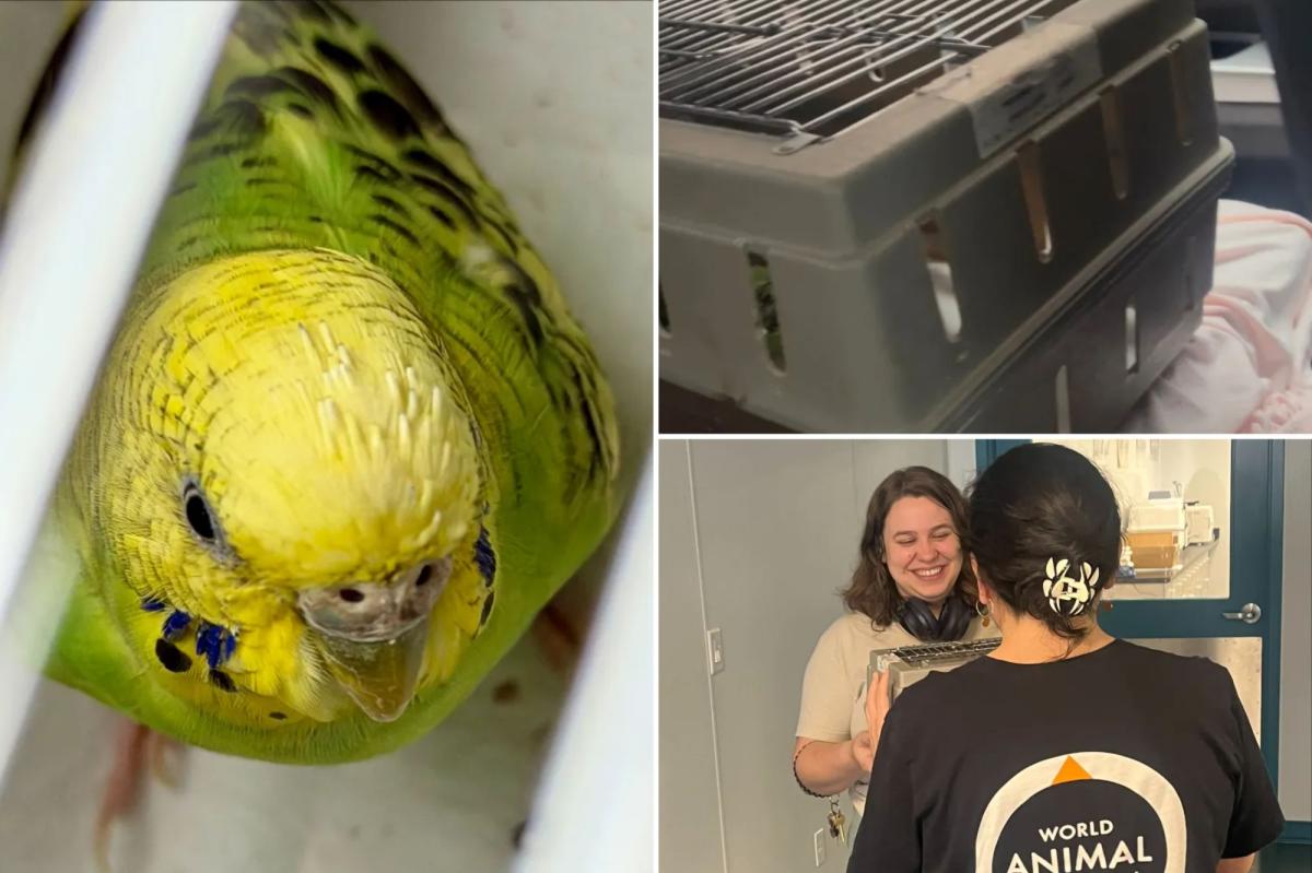 Mei Mei the parakeet finds forever home after life on run in NYC