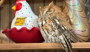 Sleepy owl found resting on shelf in upstate New York antique store