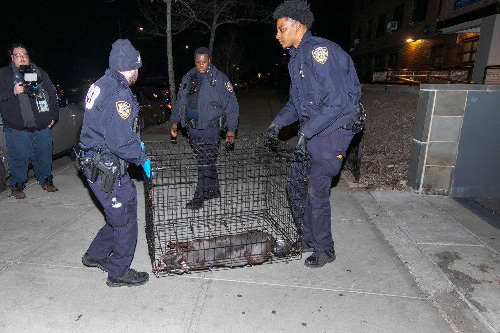 A police officer shot and killed the pit bull Monday night.