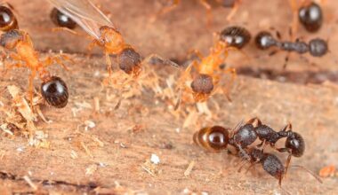 Nest of ants containing young, winged and wingless queens of the species, T. kinomurai (light brown) and dark brown T. makora hostworkers.