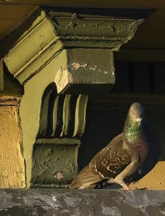 a pigeon standing 