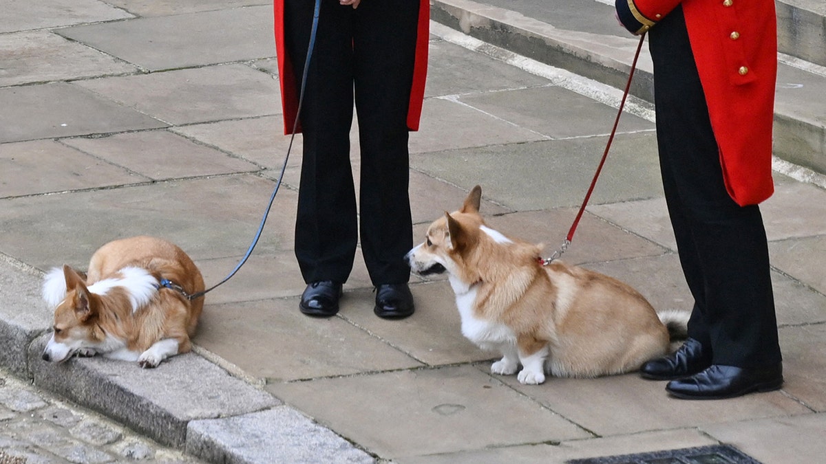Sandy and Muick at Queen Elizabeth II's funeral.