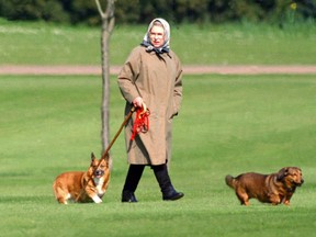 Queen Elizabeth walking Corgis in 1994.
