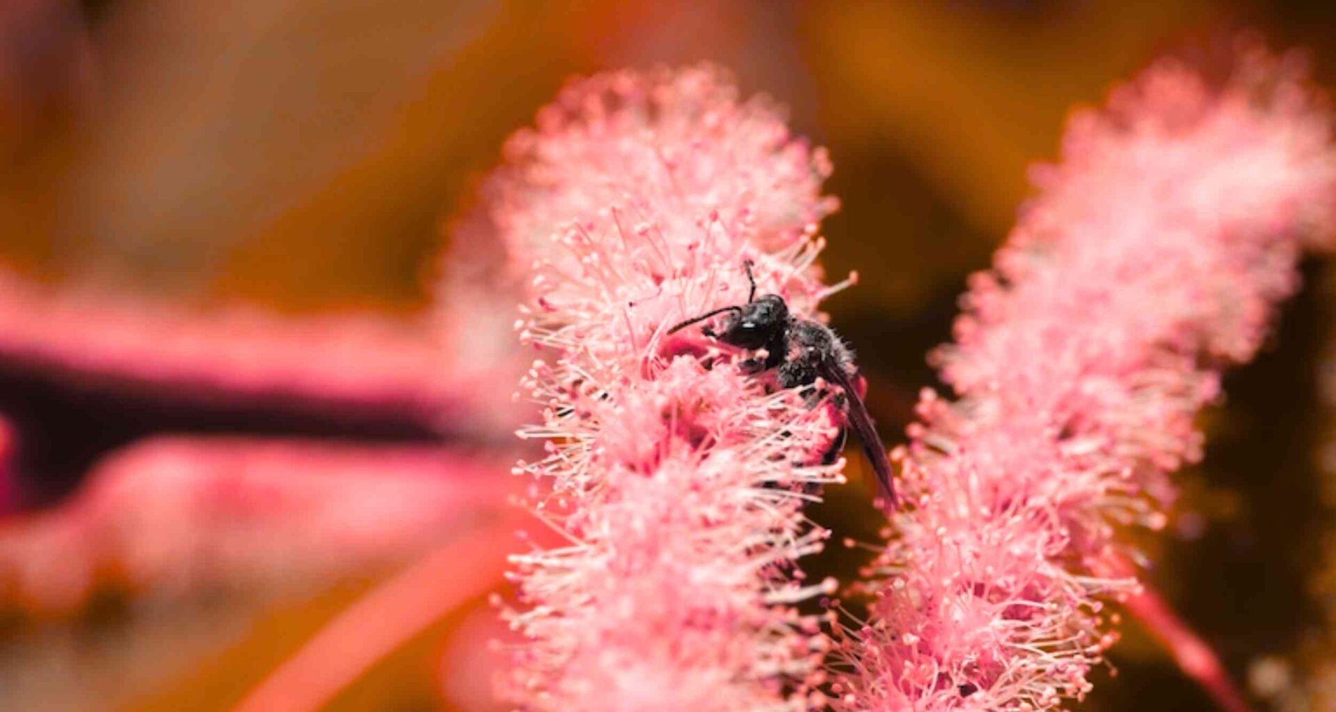 Rare chestnut mining bee rediscovered in Central New York
